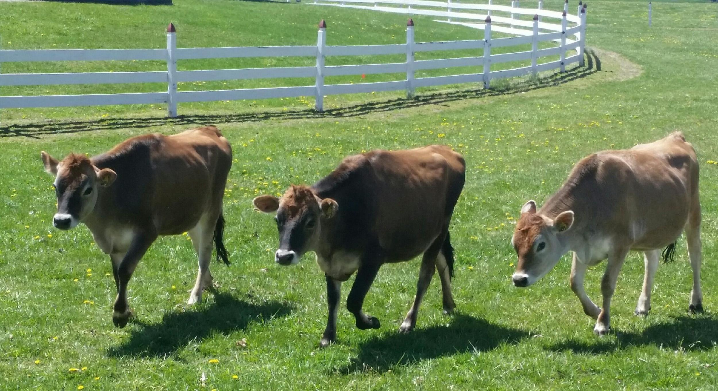 Grass-fed cows from farms that supply Ayelada